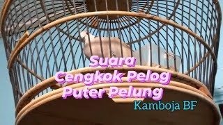 Suara Cengkok Pelog Puter Pelung @sugitokambojaBF