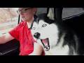 99 99 Of A Husky S Body Is Drama рџ Ј Funny Dog Videos 99 99 Of A Husky S Body Is Drama рџ Ј Funny Dog Videos