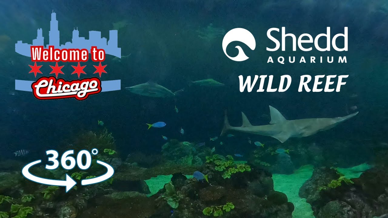 Chicago Shedd Aquarium Wild Reef [360 VR] YouTube
