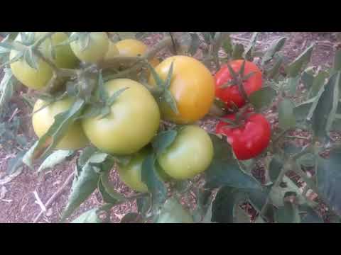 فيديو: كيف تسرع من نضج الطماطم؟
