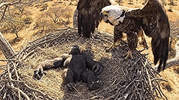 Life 3 Million Years Ago | Who Dared to Steal from the Sky Lords?