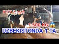 1.5 TONNALIK Gigant  BUQA . SOTILADI QIZIQGANLARGA