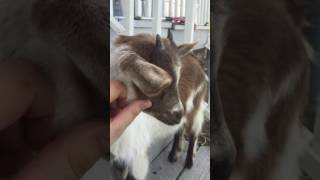 Goat.exe