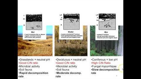 Humus Form Overview & Classification