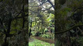Tại sao mô hình HTX Phụ nữ là tương lai của Nông nghiệp? 💡🌿