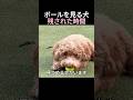 ボールを見る犬 残された時間