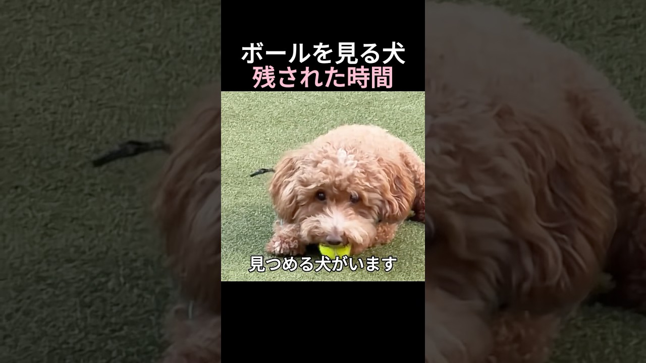 ボールを見る犬 残された時間