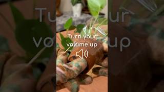 Turn Your Volume Up 🌱 Money Plant Repotting ASMR #houseplants