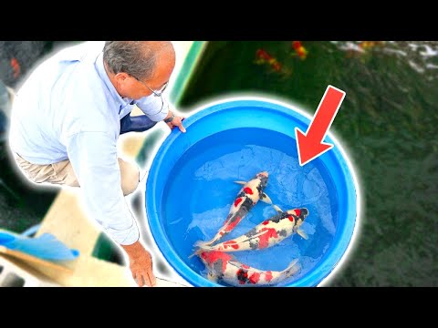 I got ACCESS to SPECIAL KOI FISH that normally remain CLOSED to the public. (Future Champions!!)