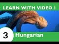 Learn Hungarian with Video - HungarianPod101 Will Help Keep You Afloat with Marine Life Vocabulary!