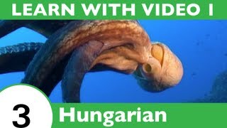 ⁣Learn Hungarian with Video - HungarianPod101 Will Help Keep You Afloat with Marine Life Vocabulary!