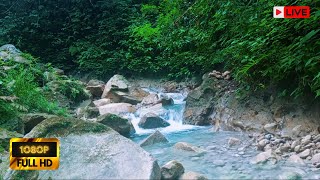 Relaxing River Sounds - Creek Flowing in Woods - Forest Stream in Autumn - Sleep / Study