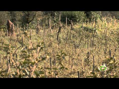 ზემო მთიანი აჭარა 2015