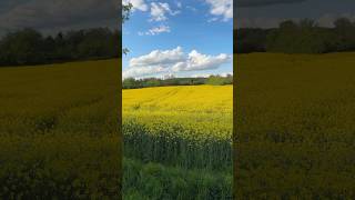 So wonderful 💛 #nature #raps #naturelover #germany #flowers #beauty #rapeseedfield #yellow #pypシ