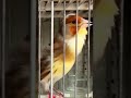 هجين طائر الحسون والكناري Un Ibrido Tra Un Cardellino E Un Canarino Un Híbrido De Jilguero Y Canar 