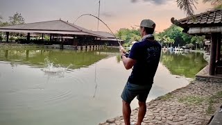 Ganas Umpan Baru Nyemplung Langsung Di Sambar