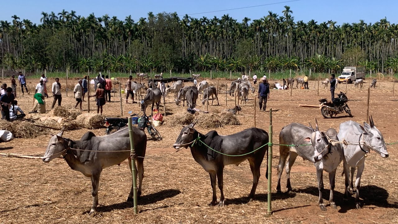 ಸಿದ್ದಗಂಗಾ ಜಾತ್ರೆ 2026 - ಭರ್ಜರಿ ಆರಂಭ 
