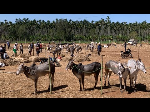 ಸಿದ್ದಗಂಗಾ ಜಾತ್ರೆ 2026 - ಭರ್ಜರಿ ಆರಂಭ 