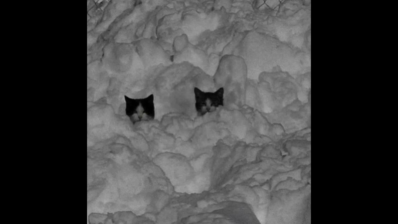 razegod - kill the pain (nightcore & bassboosted)