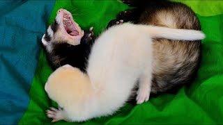 ferret puppy Yuki vs Spike by channel4ferrets 7,770 views 10 years ago 1 minute, 6 seconds