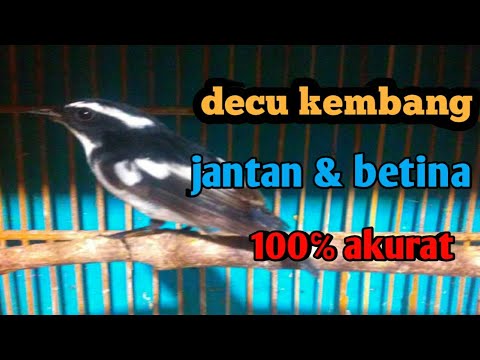 Tips Membedakan Decu Kembang Jantan Dan Betina Youtube