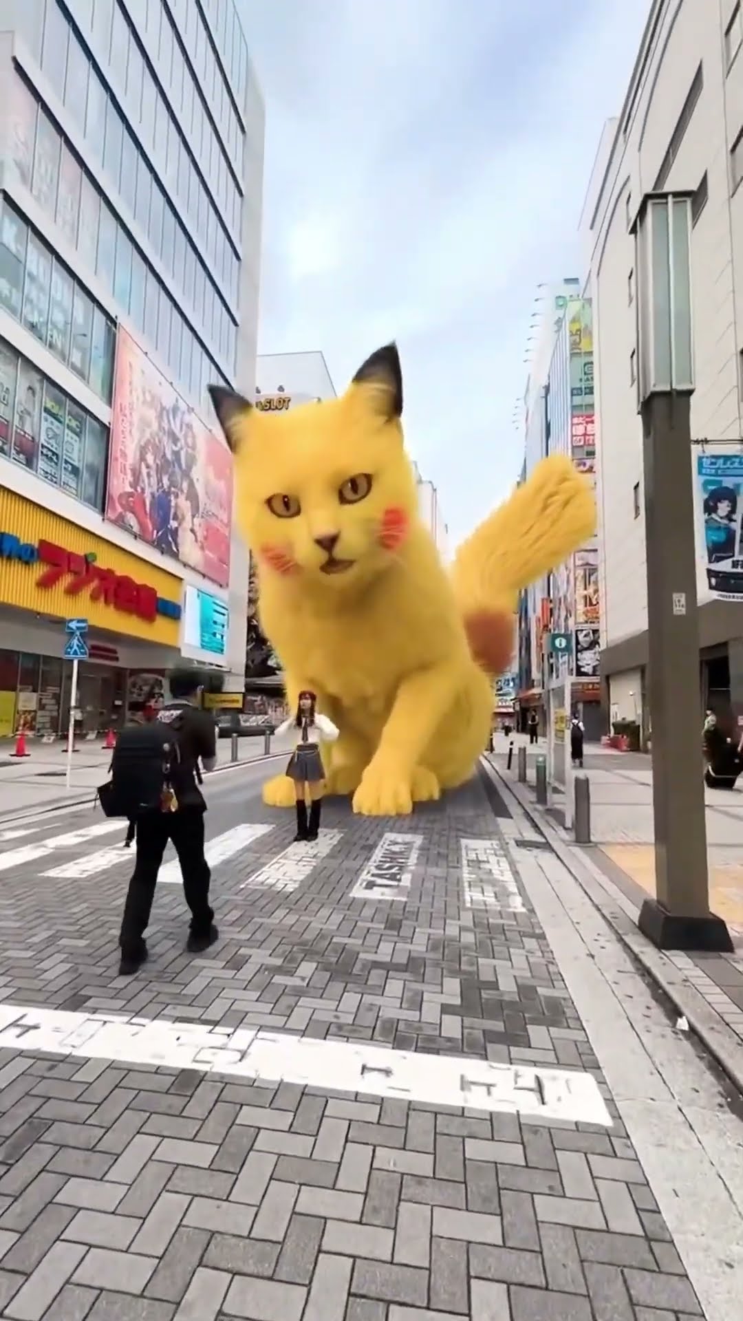 Nice cute cat surprise ???✅???❤️