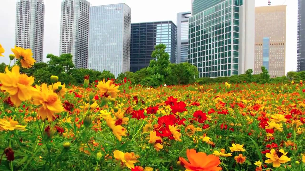 Tokyo Japan 東京都 浜離宮恩賜公園のキバナコスモス Tokyo Cosmos Flowers Hamarikyu Gardens 東京観光 Youtube