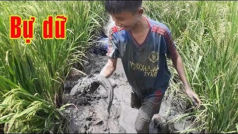 Không ngờ có 2 con cá lóc chà bá dưới mương lúa | catch big fish snake | Bông lúa Miền Tây