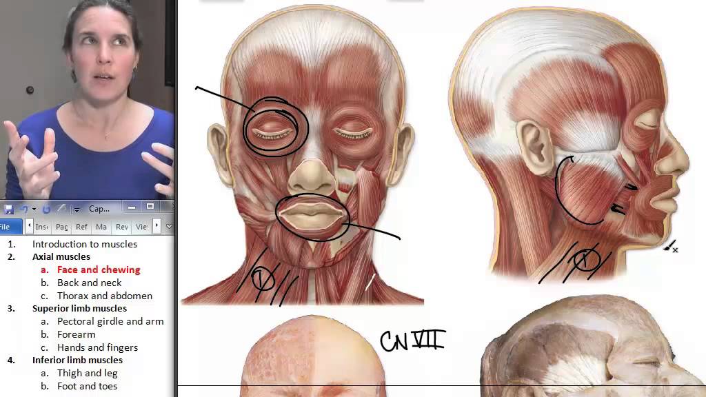 Anatomy Human Face Parts : Face Human Body Anatomy | Face muscles