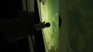 Dj's meeting baby shark