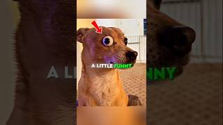 This Dog Lost An Eye So His Owner Did Something Brilliant 🐶❤️ #shorts