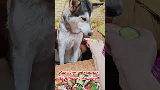 #лунакэрриюкки #хасячимвместе #хаскидляласки