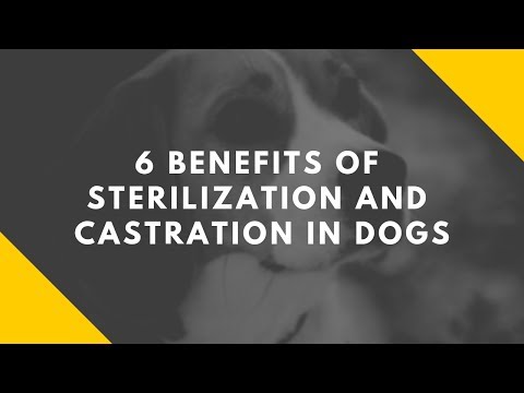 6 Benefits of Sterilization and Castration in Dogs