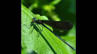 Wild NYC - Insects