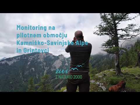 Monitoring divjega petelina na pilotnem območju Kamniško-Savinjske Alpe in Grintovci