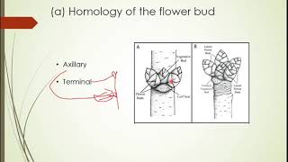Flower definition and flower as a modified shoot