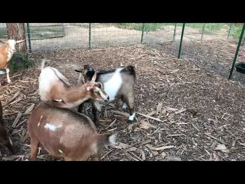 Nigerian Dwarf Goat Breeding - Signs of Heat