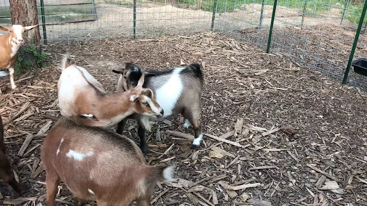 Nigerian Dwarf Goat Breeding: Signs of Heat and Successful Strategies