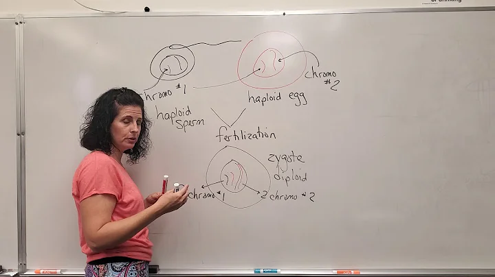 homologous & duplicated chromosomes