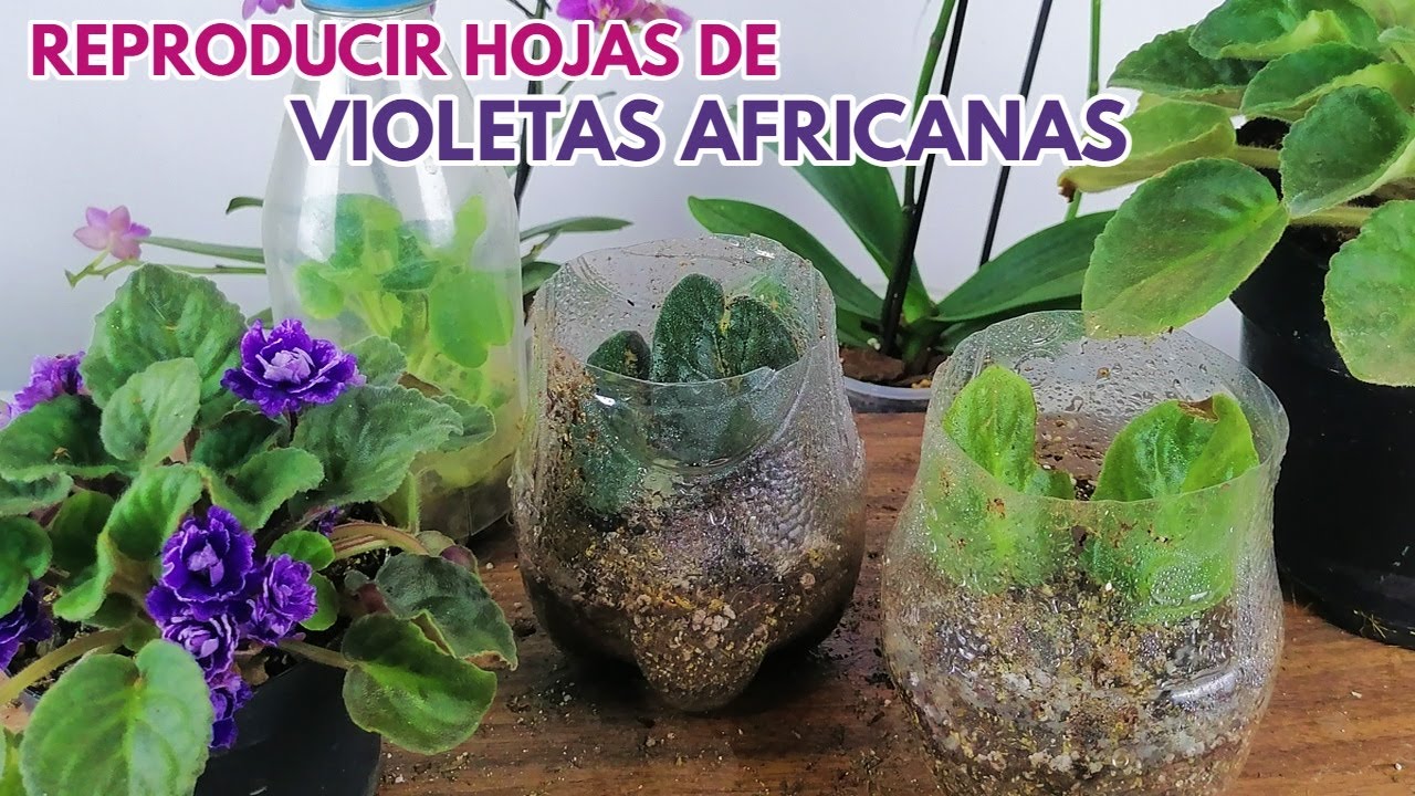 como sembrar hojas de violetas africanas chuyito jardinero