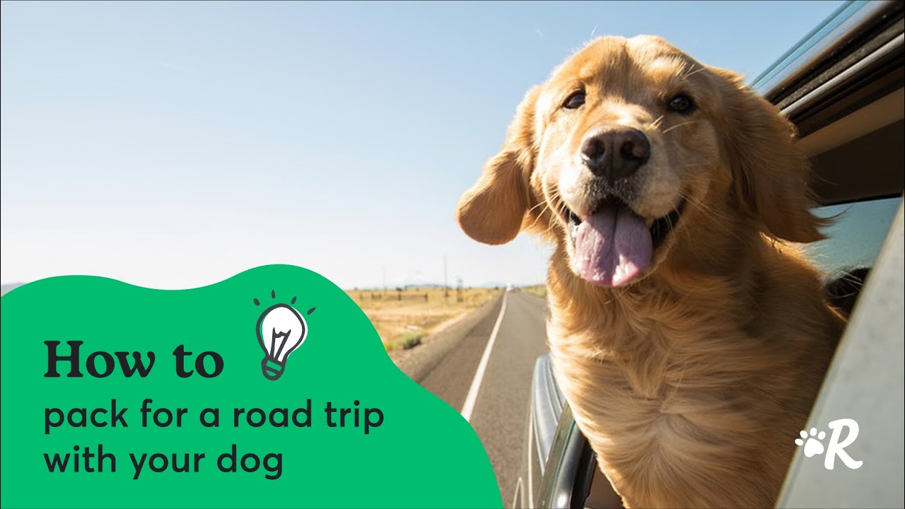 Road Trips to Take with Dogs 