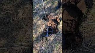 Покажи экран #находки #metaldetecting #поискмонет #коп #metaldetector #металлоискатель #шурф