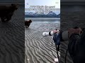 One of the Most Intense Moments in the Wild😳🐻#FunnyAnimals