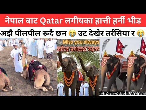 The Elephants Brought From Nepal To Qatar Are Still Crying Nepali Elephant In Qatar Elephant
