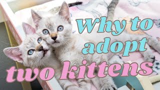 Two Kittens Are Better Than One (Why to Adopt a Pair!)