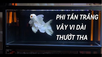 CÁ CHÉP PHI TẦN TRẮNG BƠI ĐẸP MÊ LY | Tuyệt Phẩm Cá Cảnh Không Thể Bỏ Qua!