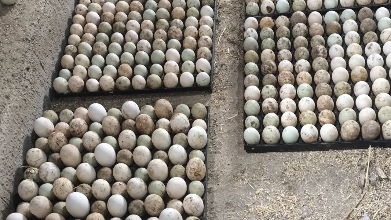 كيف تجهز البيض  لوضعه في الفقاسة الصيصان 