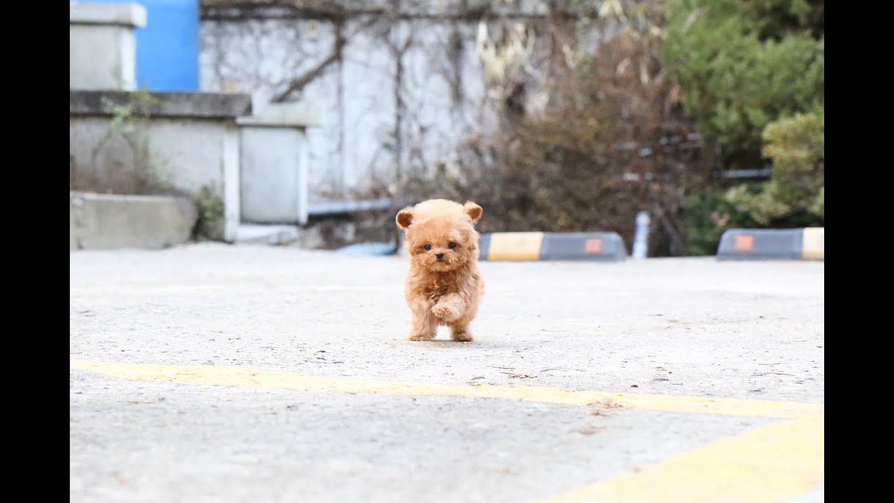 Teddybear🐻?! Amazing Toy Poodle l Korea teacup puppies YouTube