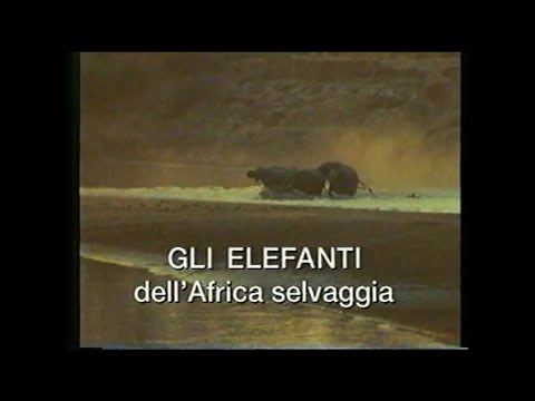 Video: Quando Gli Elefanti Vengono Giustiziati - Visualizzazione Alternativa