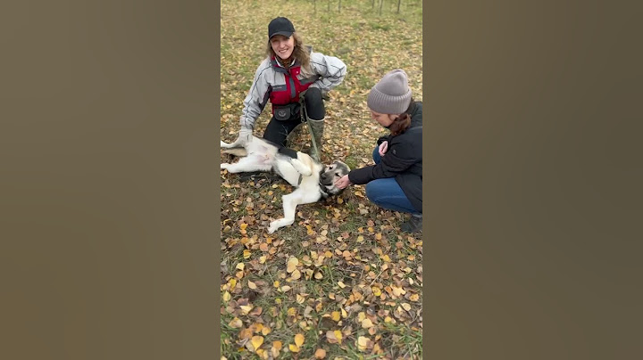 А что заставляет улыбаться Вас? #shortvideo #youtubeshorts #shotrs #собака